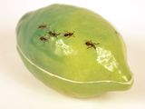 des fourmis rampant sur un citron vert posé sur une surface blanche