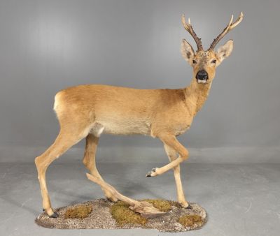 taxidermie représentant une antilope et une tête d'antilope fixées sur un rocher