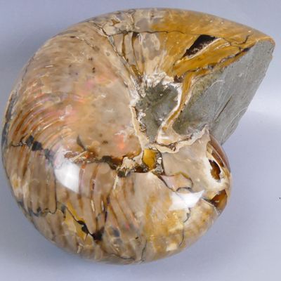 a shell that has been turned into a sculpture on a white surface