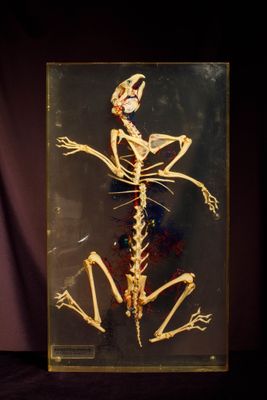 une photo d'un squelette dans une vitrine