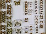 many different types of butterflies displayed in a display case