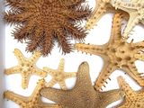 many different types of starfishs in a white box