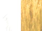 a bird that is standing in the tall grass