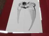 a picture of a picture of a tooth on a table