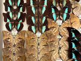 a lot of butterflies that are on display in a box
