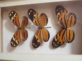 three orange and black butterflies in a white frame on a table
