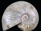 an image of a seashell on a black background