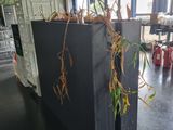 a plant that is growing out of a box in the middle of a room