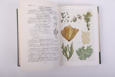 YAMADA (Yukio) - SEGAWA (Sokichi)