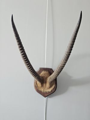 a antelope mounted on the wall with long horns