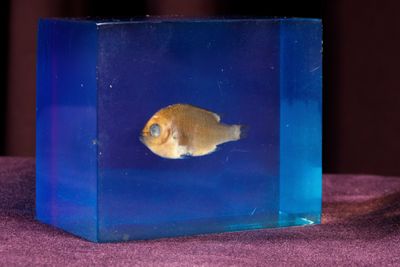 a small yellow fish in a blue box on a purple cloth
