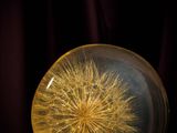 an image of a glass ball with a dandelion inside