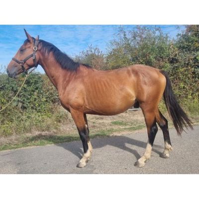 un cheval qui se tient au bord de la route