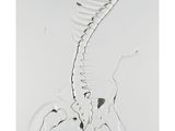 Le squelette d'une girafe est représenté sur un fond blanc.