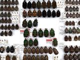 a lot of beetles that are on display on the wall