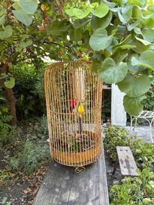 a bird in a cage sitting on a table in a garden