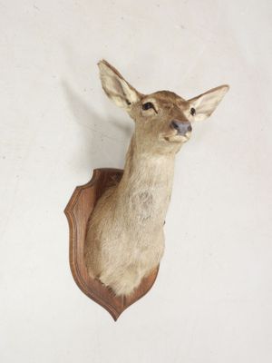 une tête de cerf fixée au mur d'une pièce