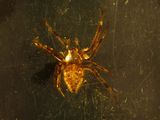 a spider that is sitting on a window sill