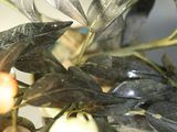 a close up of a plant with flowers and leaves
