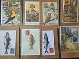 many different kinds of birds and fish on the cards