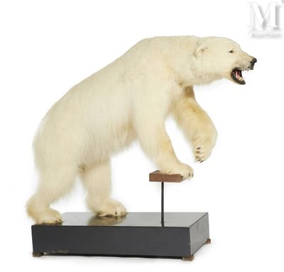 un ours polaire en peluche debout sur ses pattes arrière