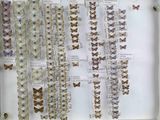 many butterflies displayed in a display case on the wall