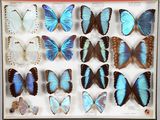 a lot of butterflies that are in a display case