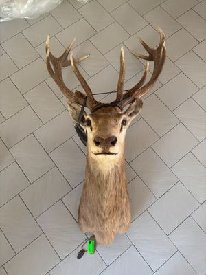 a deer head mounted on the wall of a bathroom