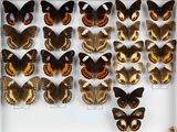 de nombreux types de papillons différents présentés dans une vitrine