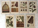 six gravures botaniques anciennes représentant des insectes et des fleurs, accrochées au mur