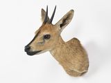 a deer head mounted on the wall with a white background