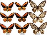 several different types of butterflies displayed on a white surface