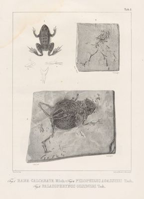 un vieux dessin en noir et blanc représentant une grenouille, une grenouille et une grenouille