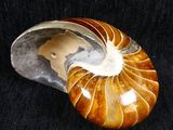 an ammonite shell on a black cloth with a black background