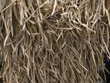 a cat that is sitting under a thatched roof