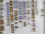 many butterflies on display in a display case