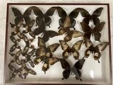 a lot of butterflies that are in a glass case