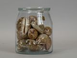 a glass jar filled with shells on a white surface