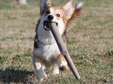un chien qui joue avec un bâton dans l'herbe