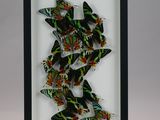 a framed picture of a group of butterflies on a white background