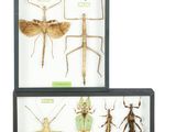 two framed insect specimens of various species in a display case