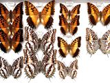 a lot of butterflies that are on display in a white box