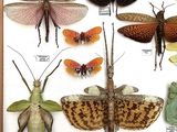 many different types of insects displayed in a wooden frame