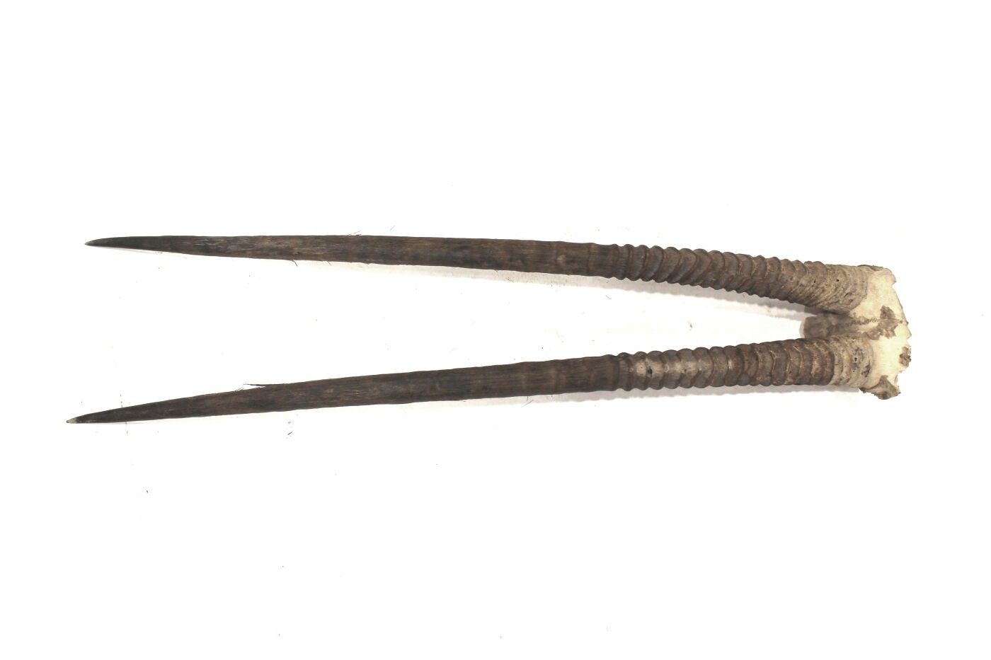 Objets d'art & Curiosités