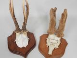two antelope heads mounted on a wooden plaque on a white background
