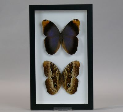 two butterflies in a shadow box with a white background