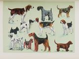 une photo représentant des chiens et leurs maîtres