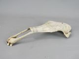 a small animal bone with a long bone in it ' s mouth