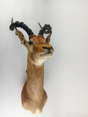 une tête de cerf accrochée au mur d'une pièce aux murs blancs