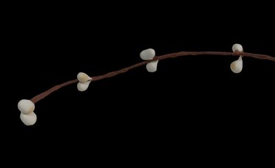 a branch with small white flowers on it on a black background